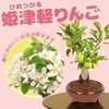ߺϡɱŷڤ*ʹήŴȭˡ̵bonsai