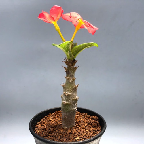 パキポディウム　ウィンゾリー コーデックス：パキポディウム ウィンゾリー 国内実生*葉幅9cm