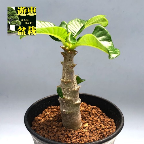 コーデックス：パキポディウム ウィンゾリー*塊根幅2cm