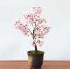 ߺϡ¾(;ƶȭ)*2025ǯֽλ̵ۡۡ¨вٲġbonsai