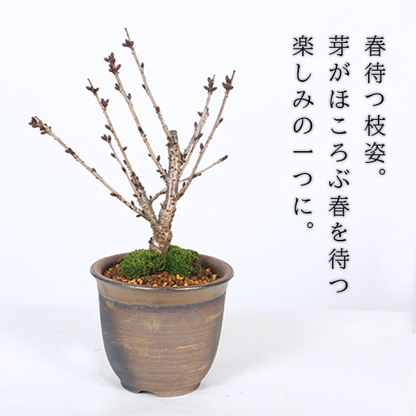 桜盆栽：御殿場桜(瀬戸焼金吹鉢)*【2026年開花終了】【送料無料