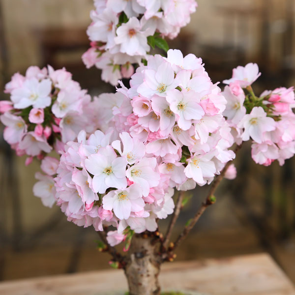 桜盆栽：御殿場桜(瀬戸焼金吹鉢)*【2025年開花終了】【送料無料