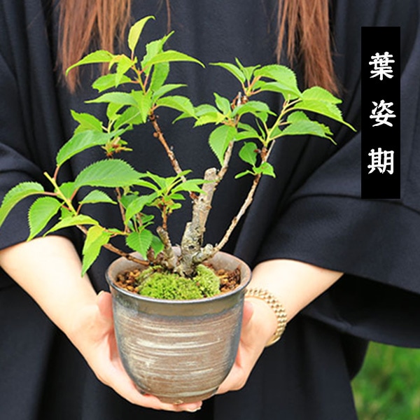 桜盆栽：御殿場桜(瀬戸焼金吹鉢)*【2026年開花終了】【送料無料