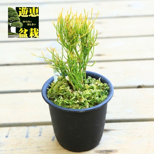 ��ŵ��ݿ�ʪ���������ʥޥĥХ��ˡֶ����