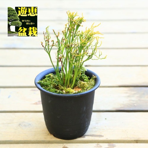 古典園芸植物：松葉蘭（マツバラン）「錦糸折鶴」*まつばらん | 古典