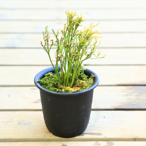 ��ŵ��ݿ�ʪ���������ʥޥĥХ��ˡ���˱��