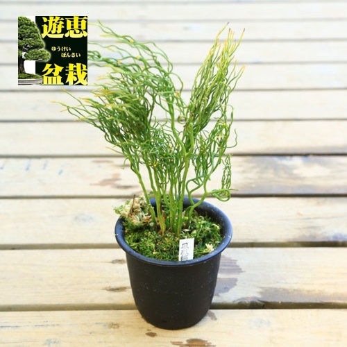 古典園芸植物：松葉蘭（マツバラン）「鳳凰縮緬」 | 古典植物(万年青