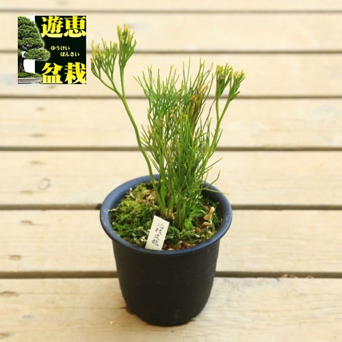 ��ŵ��ݿ�ʪ���������ʥޥĥХ��ˡ��̻�ʸζ��*�ޤĤФ��