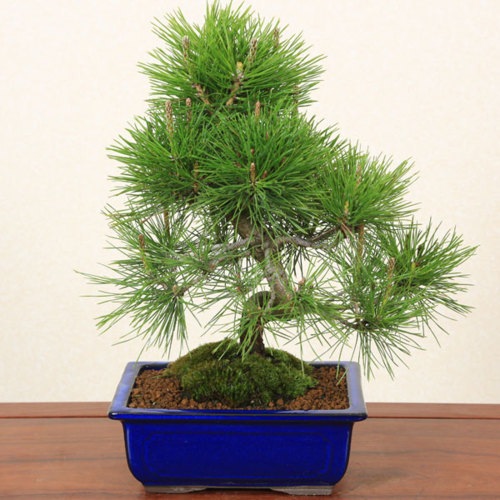 即日出荷可！】【送料無料】小品盆栽：黒松(瀬戸焼青長方鉢)*bonsai