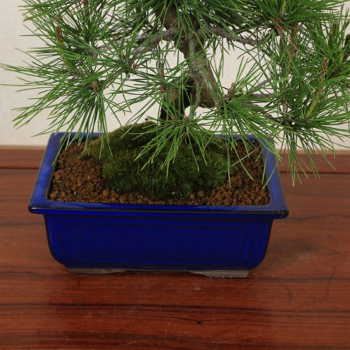即日出荷可！】【送料無料】小品盆栽：黒松(瀬戸焼青長方鉢)*bonsai