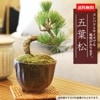 ߥߺϡվ(;ƾȭ)*ˤ ե gift   ץ쥼 bonsai