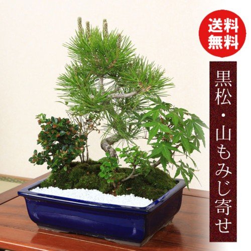 即日出荷可!】【送料無料】盆栽:黒松・山もみじ寄せ*bonsai | ミニ 即日出荷可!】【送料無料】盆栽:黒松・山もみじ寄せ*bonsai | ミニ