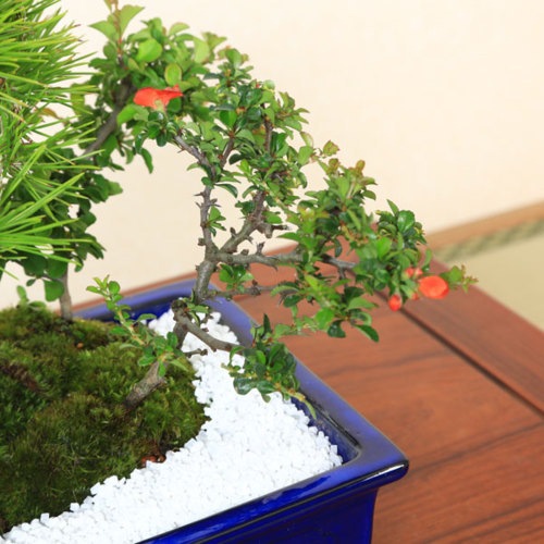 即日出荷可！】【送料無料】盆栽：黒松・紅白長寿梅寄せ*bonsai | ミニ