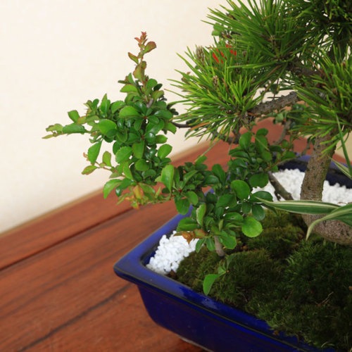 即日出荷可！】【送料無料】盆栽：黒松・紅白長寿梅寄せ*bonsai | ミニ
