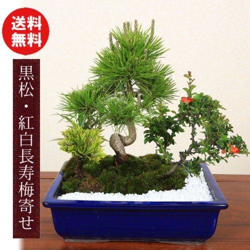 即日出荷可！】【送料無料】盆栽：黒松・紅白長寿梅寄せ*bonsai | ミニ