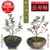 �ߥ��ߺϡ�Ĺ����(���;ƻ���ȭ)*������̵����bonsai
