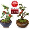 �ߥ��ߺϡ�Ĺ����(���;ƻ���ȭ)*������̵����bonsai
