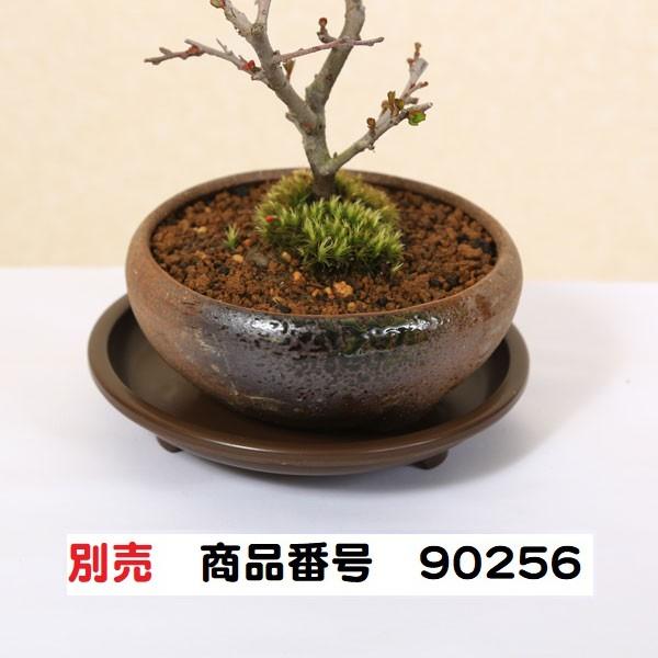 母の日ギフトにも ミニ盆栽：長寿梅(瀬戸焼三彩鉢)*【送料無料