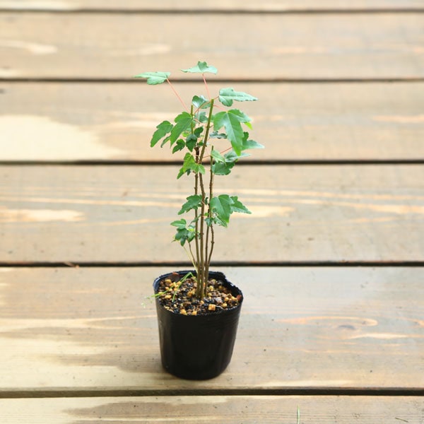 唐楓◇トウカエデ◇盆栽◇鉢付◇寄せ植え◇約30cm 苗：唐楓寄せ*（とうかえで） | 盆栽素材,苗(雑木),～1000円まで