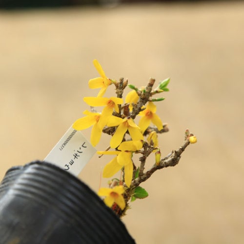 苗：連翹（れんぎょう レンギョウ）小 | 盆栽素材,苗(花物・実物