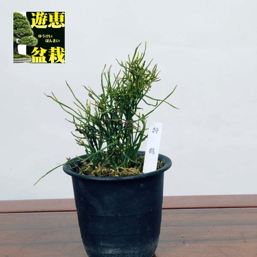 ŵݿʪʥޥĥХˡ*ޤĤФ