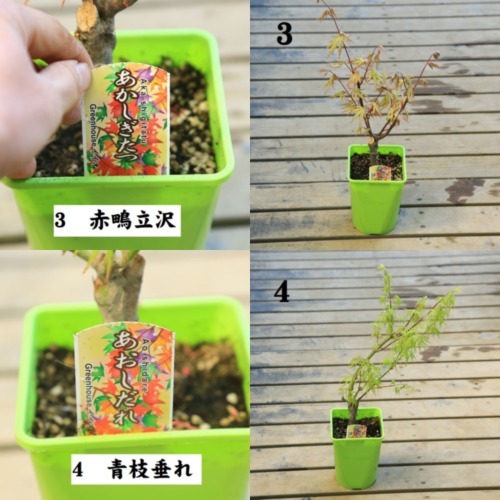 苗：もみじ 4号* 各種 紅葉 モミジ | 盆栽素材,苗(雑木),1000円以上