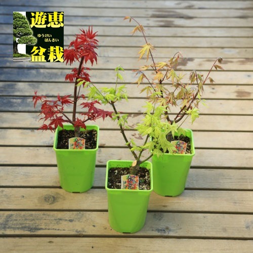 苗：もみじ 4号* 各種 紅葉 モミジ | 盆栽素材,苗(雑木),1000円以上