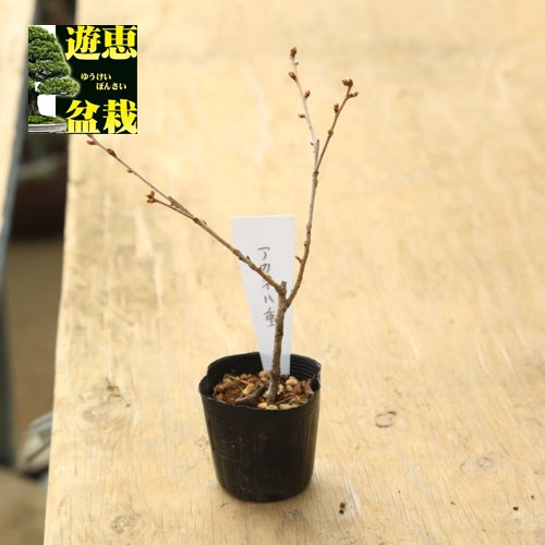 ご予約苗 幼木苗：富士桜（茜八重） | 新着商品 | 遊恵盆栽 本店