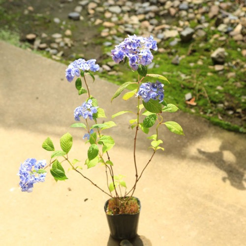 鉢花 庭木苗 植木苗 山アジサイ 剣の舞 すべての商品 遊恵盆栽 本店