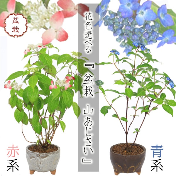 花色選べる 盆栽：山あじさい*(青系 or 赤系)(信楽焼丸鉢)藍姫紅和山