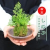 ¨вٲġݶߺϡΥ֡ʿھƴݷա*Τbonsai