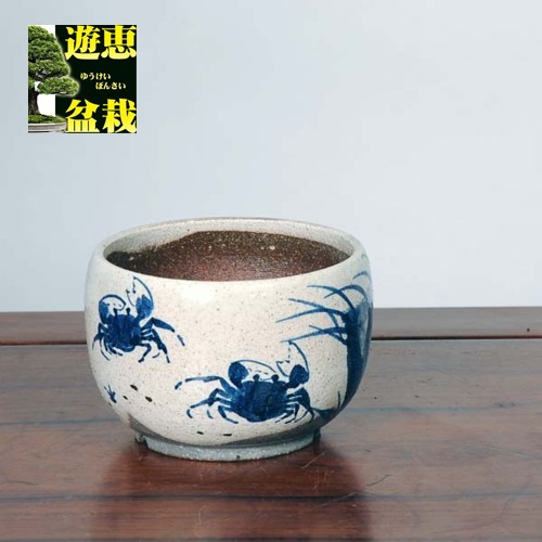 信楽焼：粉引絵付鉢（カニ）11.5cm*資材 | すべての商品 | 遊恵盆栽 本店
