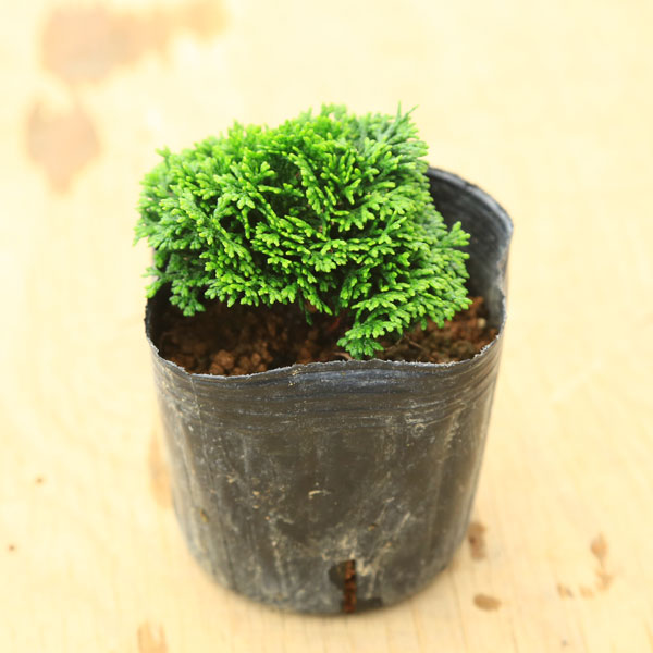 苗：連山ヒノキ（連山桧）*れんざんひのき | 盆栽素材,苗(松柏),1000円