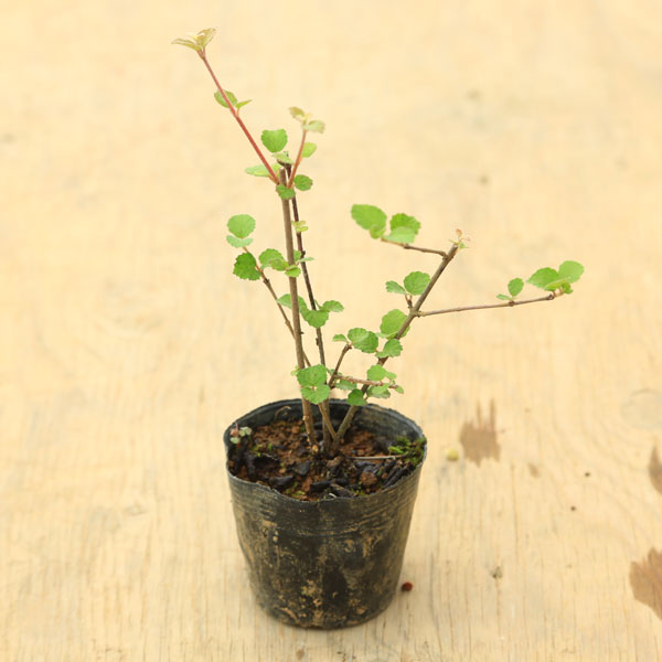 苗：金華山ガマズミ（がまずみ） | 盆栽素材,苗(花物・実物),～1000円