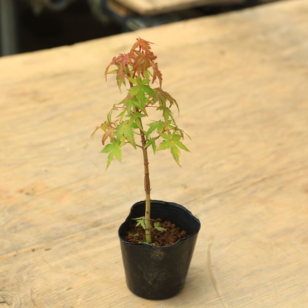 �ġ�����ߤ���ľ��