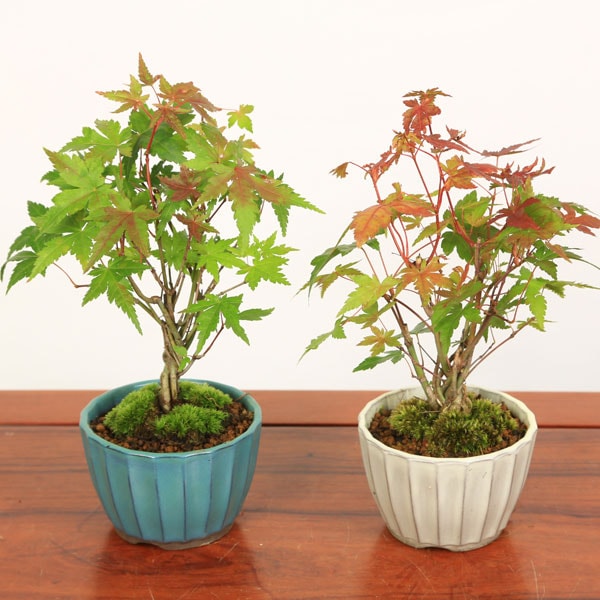 �����ߺϡ�����ߤ��Ԥ߹�������*ȭ�����٤�(�񻺵Ʒ�ȭ)��2025ǯ���ա�����̵��bonsai