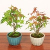 ߺϡߤԤ߹*ȭ٤(񻺵Ʒȭ)2024ǯա̵bonsai