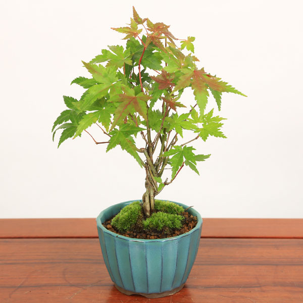 山秋　盆栽鉢　小品盆栽　山野草 小品盆栽：山もみじ編み込み苔付*鉢色選べる(国産菊型鉢)＜2024年落葉