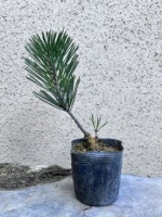 八房黒松 千寿丸 黒松 寿 八房 |盆栽妙 – 盆栽妙 本店