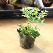 �ġ�����ɥ����ʰ�ξ���ǿ�����ɤ���