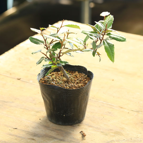 苗：寒グミ | すべての商品 | 遊恵盆栽 本店