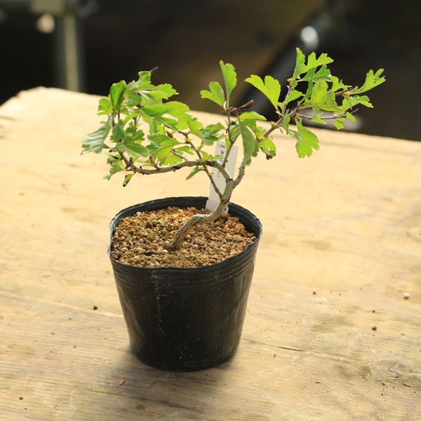 苗 実成サンザシ 盆栽素材 苗 花物 実物 1000円まで 遊恵盆栽 本店