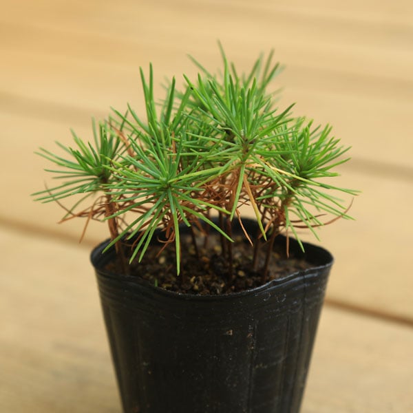 苗：黒松寄せ（赤ちゃん苗）くろまつ/クロマツ | すべての商品