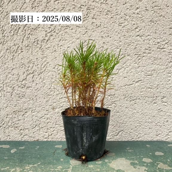 苗：黒松寄せ（赤ちゃん苗）くろまつ/クロマツ | すべての商品 | 遊恵