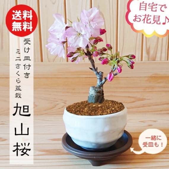 ߺϡߥ˰(ѷȭ)*դ2024ǯֽλ ̵bonsai