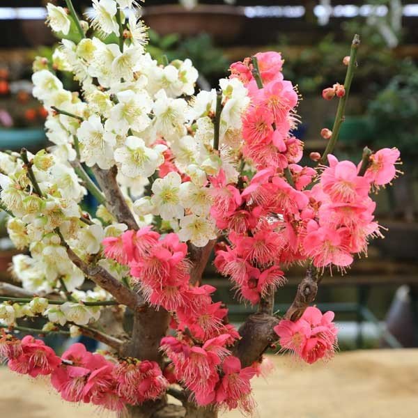 盆栽：紅白梅*瀬戸焼白鉢 令和 万葉集 【2026年早春開花予定】bonsai