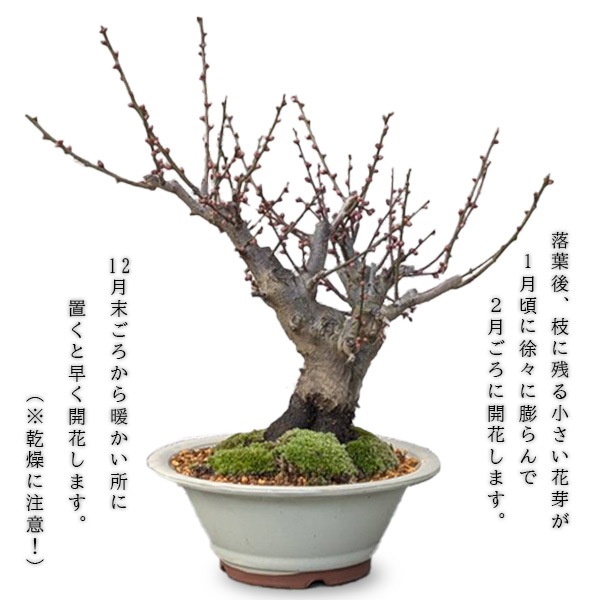 盆栽：紅白梅*瀬戸焼白鉢 令和 万葉集 【2026年早春開花予定】bonsai