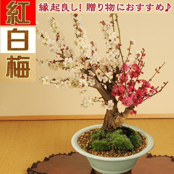 盆栽：紅白梅*瀬戸焼白鉢 令和 万葉集 【2026年早春開花予定】bonsai