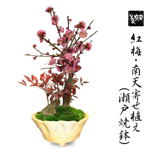 盆栽：紅梅・南天寄せ（信楽焼鉢）*石付き【送料無料】（2026年開花