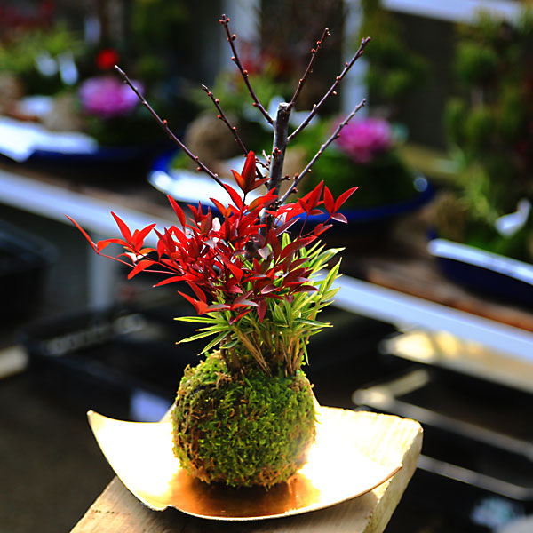 �ݶ��ߺϡ��ߡ�������ŷ�ʼ������ա�*������̵���ۡ�2026ǯ��ճ���ͽ���bonsai